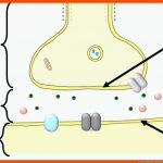 4. Neurobiologie - Biologie-unterricht Im Digitalen Zeitalter Fuer Synapse Arbeitsblatt