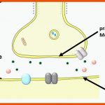 4. Neurobiologie - Biologie-unterricht Im Digitalen Zeitalter Fuer Synapse Arbeitsblatt