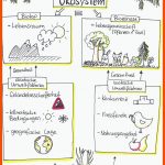 41 Biologie_wald-ideen Wald Grundschule, Stockwerke Des Waldes, Wald Fuer Funktionen Des Waldes Arbeitsblatt