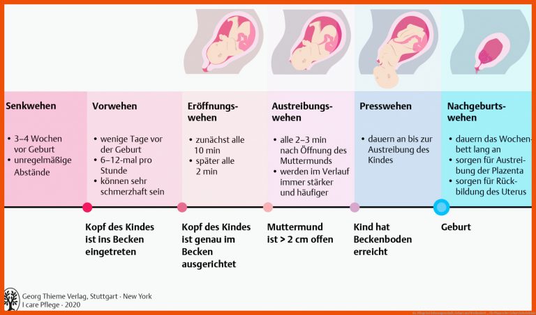 43. Pflege Bei Schwangerschaft, Geburt Und Wochenbett ... Fuer Phasen Der Geburt Arbeitsblatt