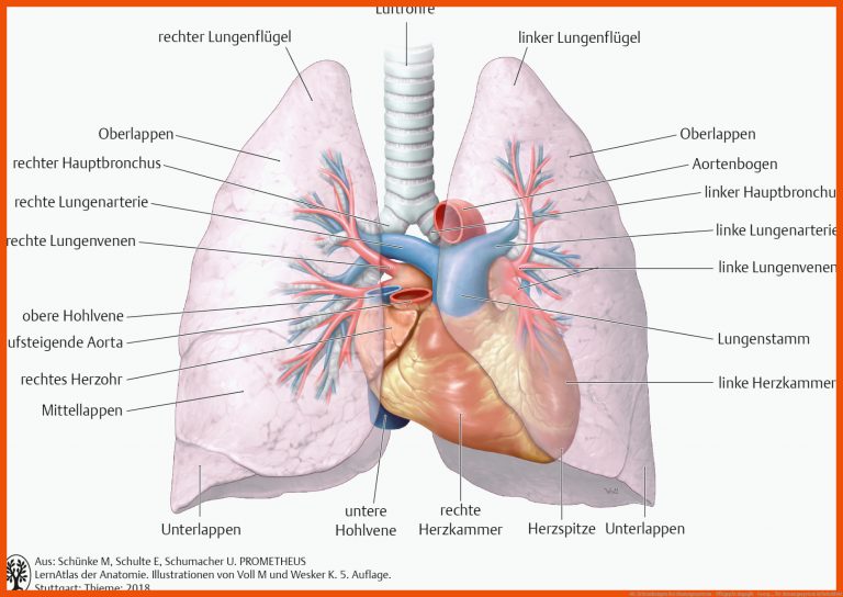 46. Erkrankungen des Atmungssystems - PflegepÃ¤dagogik - Georg ... für atmungssystem arbeitsblatt