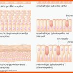5. Gewebe Im Menschlichen KÃ¶rper - PflegepÃ¤dagogik - Georg Thieme ... Fuer Gewebearten Mensch Arbeitsblatt