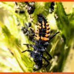 5. Wirbellose Tiere - Biologie-unterricht Im Digitalen Zeitalter Fuer Arbeitsblatt Insekten Klasse 6