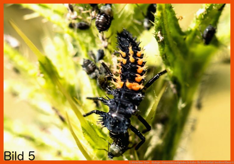 5. Wirbellose Tiere - Biologie-Unterricht im digitalen Zeitalter für arbeitsblatt insekten klasse 6