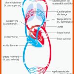 54. Kreislauf- Und GefÃ¤Ãsystem - PflegepÃ¤dagogik - Georg Thieme Verlag Fuer Herz Kreislauf System Arbeitsblatt