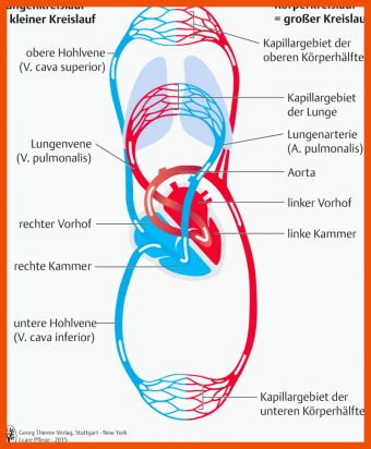 13 Herz Kreislauf System Arbeitsblatt
