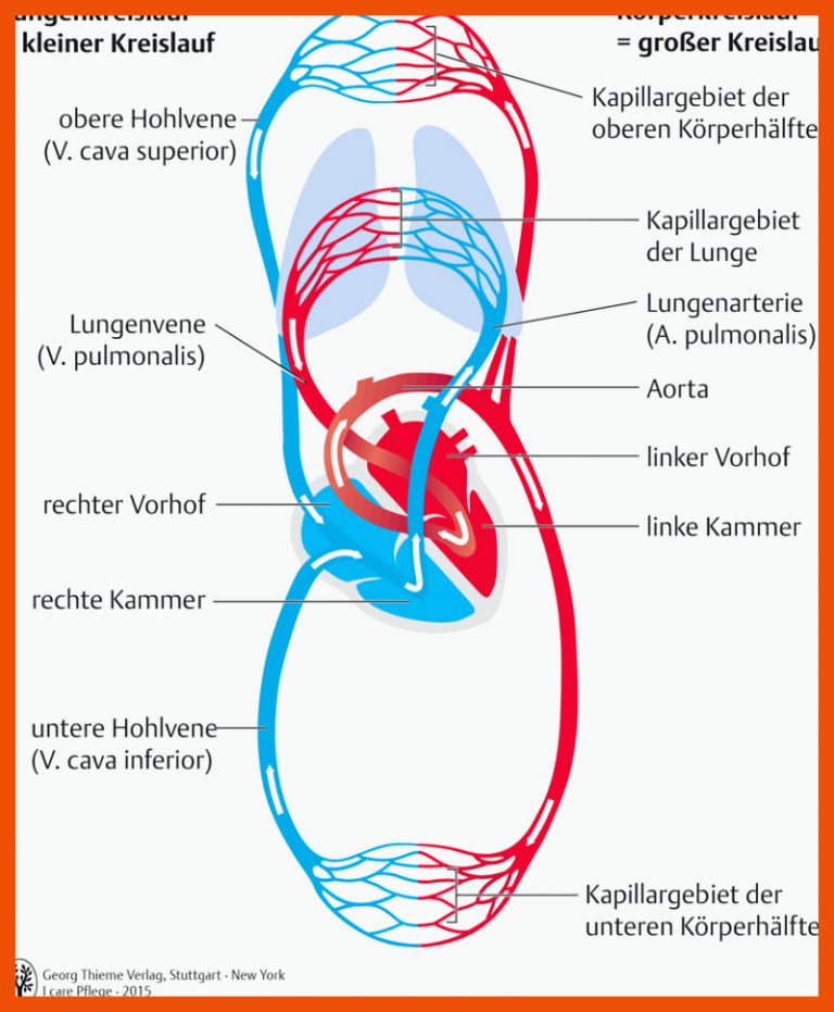 54. Kreislauf- und GefÃ¤Ãsystem - PflegepÃ¤dagogik - Georg Thieme Verlag für herz kreislauf system arbeitsblatt