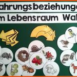 55 Wald-ideen Wald, Wald Grundschule, Waldschule Fuer Nahrungsbeziehungen Im Wald Arbeitsblatt