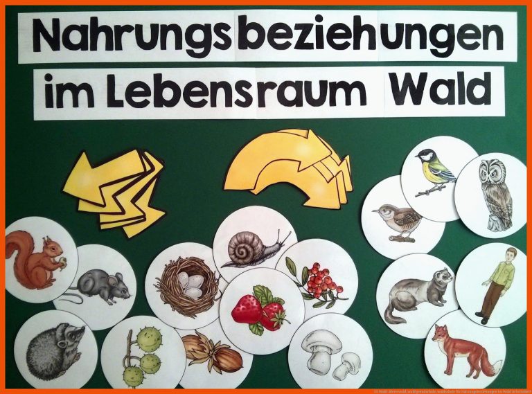 55 Wald-Ideen | wald, wald grundschule, waldschule für nahrungsbeziehungen im wald arbeitsblatt