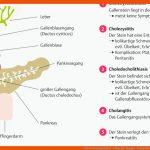 56. Verdauungssystem - PflegepÃ¤dagogik - Georg Thieme Verlag Fuer Verdauung Arbeitsblatt Pdf