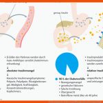 58. Hormonsystems, StoffwechselstÃ¶rungen Und ErnÃ¤hrungsbedingte ... Fuer Diabetes Mellitus Arbeitsblatt