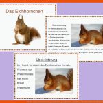 59 Hsk-ideen Sachunterricht Grundschule, Grundschule, Schulideen Fuer Arbeitsblatt Eichhörnchen Beschriften