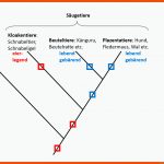 6. Evolution - Biologie-unterricht Im Digitalen Zeitalter Fuer Systematik Der Lebewesen Arbeitsblatt