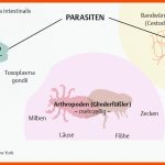 6. Grundlagen Der Infektiologie - PflegepÃ¤dagogik - Georg Thieme ... Fuer Amöbe Arbeitsblatt