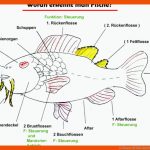 6. Klasse Nti Fuer Arbeitsblatt Aufbau Fisch Klasse 5