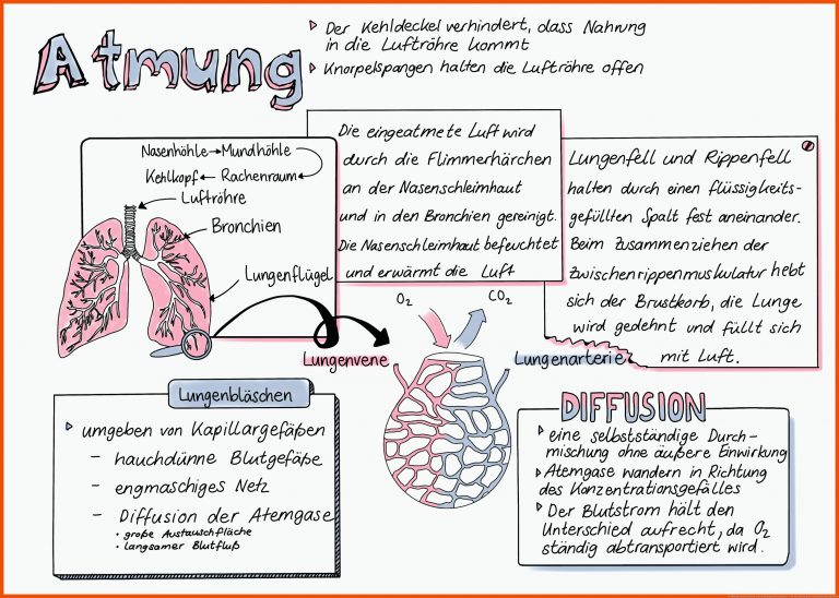 61 Biologie unterrichten-Ideen | biologie unterrichten ... für die atmung des menschen arbeitsblatt