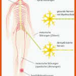 61. Nervensystem - PflegepÃ¤dagogik - Georg Thieme Verlag Fuer Das Nervensystem Des Menschen Arbeitsblatt