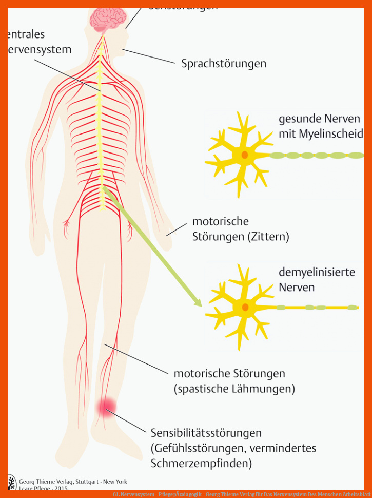 61. Nervensystem - PflegepÃ¤dagogik - Georg Thieme Verlag für das nervensystem des menschen arbeitsblatt