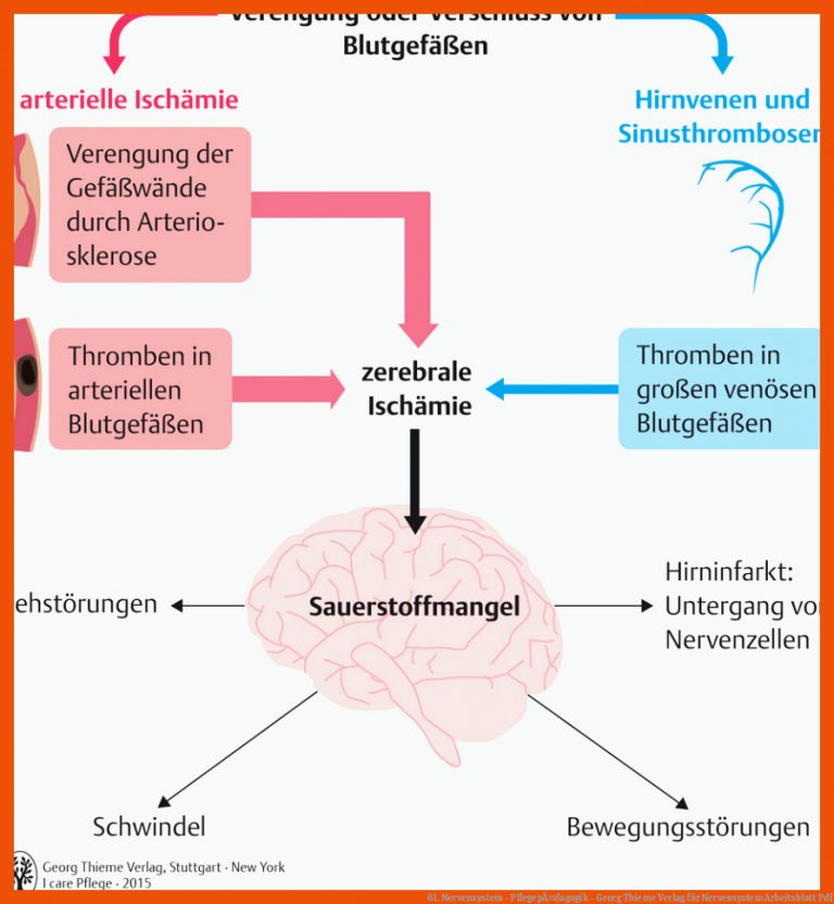 61. Nervensystem - PflegepÃ¤dagogik - Georg Thieme Verlag für nervensystem arbeitsblatt pdf