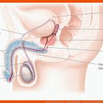 64. Geschlechtsorgane - PflegepÃ¤dagogik - Georg Thieme Verlag Fuer Männliche Geschlechtsorgane Arbeitsblatt