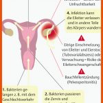 64. Geschlechtsorgane - PflegepÃ¤dagogik - Georg Thieme Verlag Fuer Männliche Geschlechtsorgane Arbeitsblatt