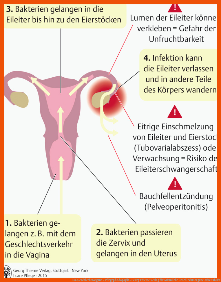64. Geschlechtsorgane - PflegepÃ¤dagogik - Georg Thieme Verlag für männliche geschlechtsorgane arbeitsblatt
