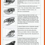 7 Biologie-ideen Gebiss, Biologie, SÃ¤ugetiere Fuer Gebiss Katze Arbeitsblatt
