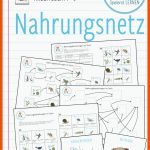 730 Lehrer organisation-ideen Klassenraum, Grundschule, Schulideen Fuer Nahrungsnetz Wald Arbeitsblatt