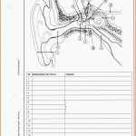 8 Wp1 - Aufgaben - Gustav-stesemann-realschule Fuer Das Ohr Arbeitsblatt Mit Lösungen