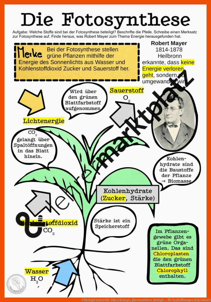 9 Biologie unterricht-Ideen | biologie, photosynthese, biologie ... für spaltöffnungen arbeitsblatt