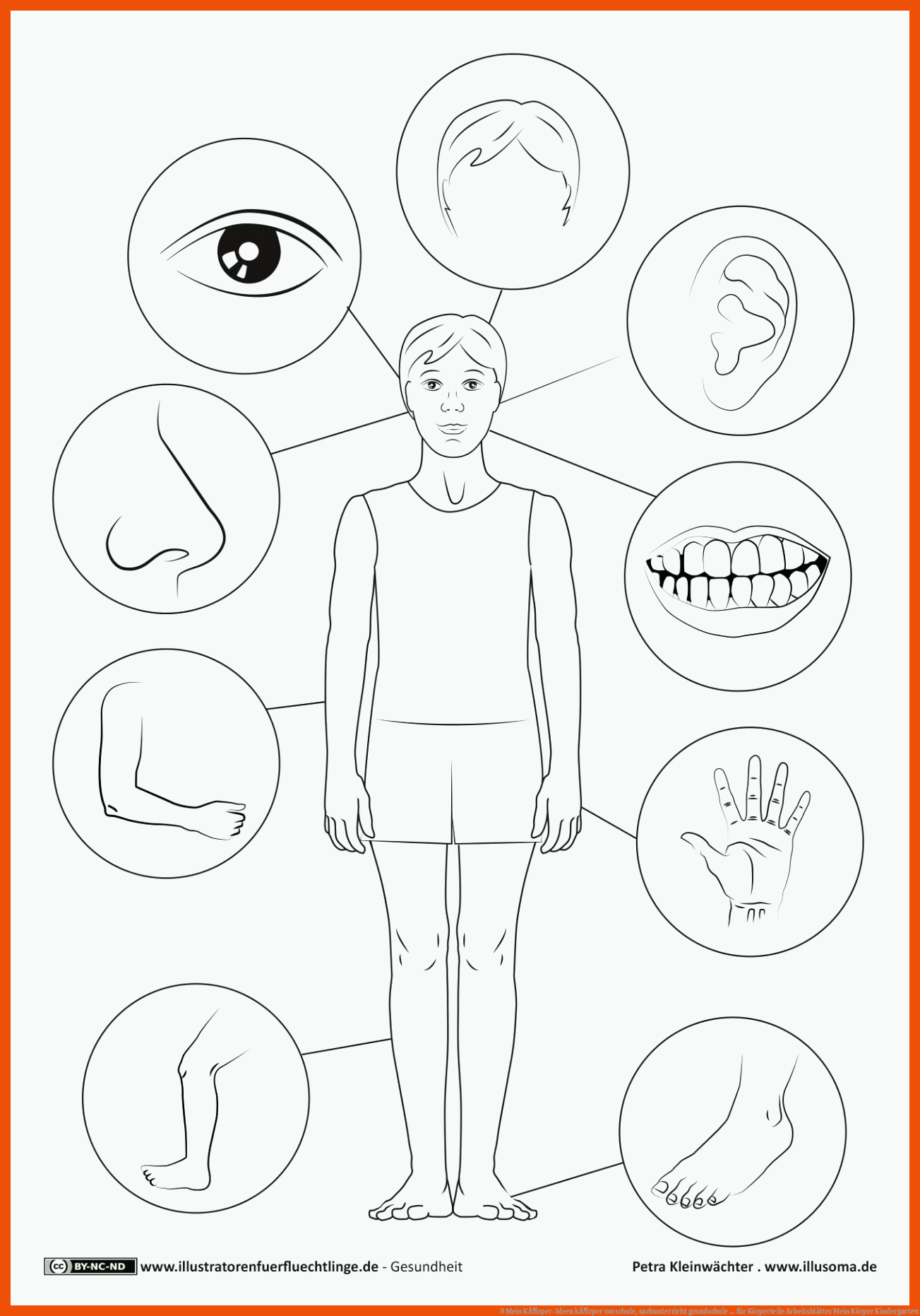 Arbeitsblätter Mein Körper Kindergarten Kostenlos
 9 Körperteile Arbeitsblätter Mein Körper Kindergarten Kindergarten
