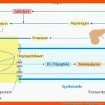 9. Verdauungssystem - PflegepÃ¤dagogik - Georg Thieme Verlag Fuer Verdauung Arbeitsblatt Pdf