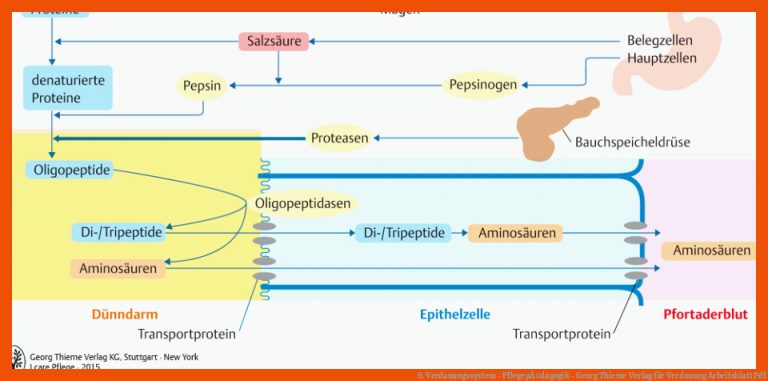 9. Verdauungssystem - PflegepÃ¤dagogik - Georg Thieme Verlag Fuer Verdauung Arbeitsblatt Pdf