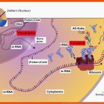 Ab 2_2.3 Proteinbiosynthese Und Mehr - Vereinfacht, Kurz Und ... Fuer Vom Gen Zum Merkmal Arbeitsblatt