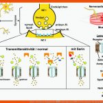 Ab Eb_4 Chemische Kampfstoffe â SchÃ¤digen Und TÃ¶ten Ã¼ber Enzyme! Fuer Synapsengifte Arbeitsblatt