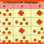 Ab0-system Fuer Vererbung Der Blutgruppen Arbeitsblatt