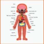 Abbildung Der Inneren organe Des Menschlichen organs Der Kinder ... Fuer organe Des Menschen Arbeitsblatt