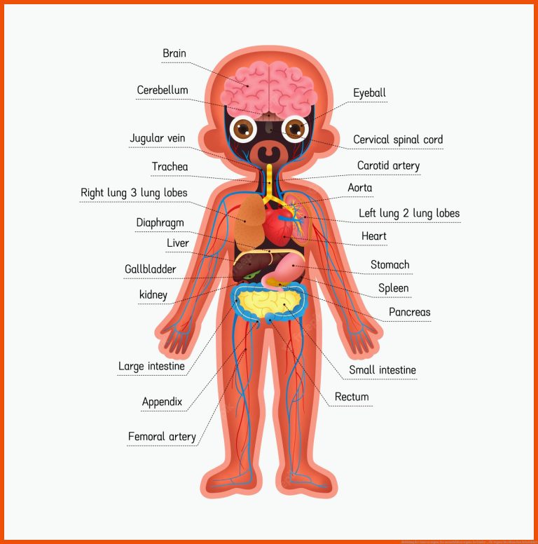 Abbildung der inneren organe des menschlichen organs der kinder ... für organe des menschen arbeitsblatt