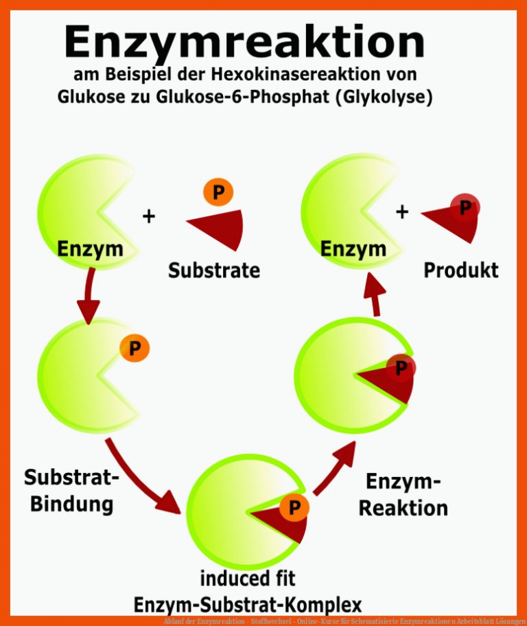 Ablauf der Enzymreaktion - Stoffwechsel - Online-Kurse für schematisierte enzymreaktionen arbeitsblatt lösungen