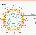 Agaplesion Gag Covid-19: Wie Seife Das Coronavirus ZerstÃ¶ren Kann Fuer Viren Aufbau Arbeitsblatt