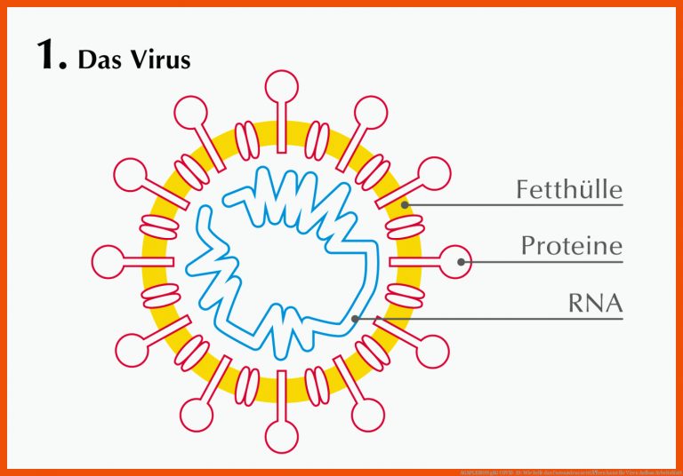 AGAPLESION gAG | COVID-19: Wie Seife das Coronavirus zerstÃ¶ren kann für viren aufbau arbeitsblatt