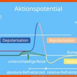 Aktionspotential â¢ Ablauf Und Potentialverlauf Â· [mit Video] Fuer Ablauf Eines Aktionspotentials Arbeitsblatt Lösung