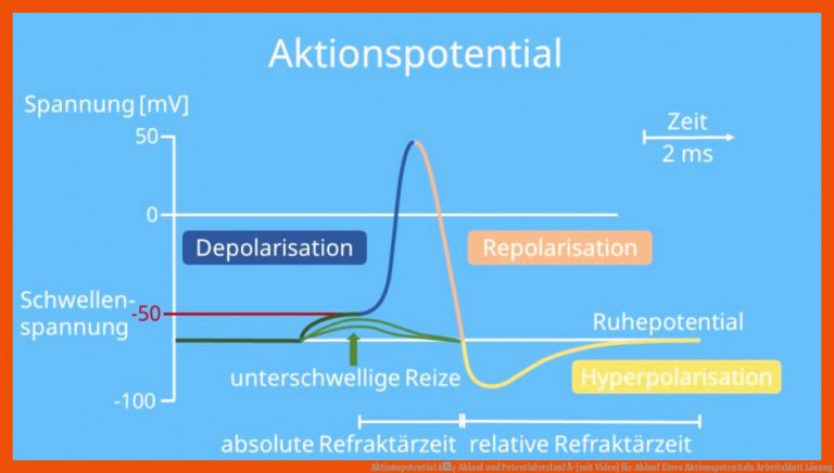 Aktionspotential â¢ Ablauf und Potentialverlauf Â· [mit Video] für ablauf eines aktionspotentials arbeitsblatt lösung