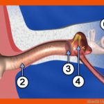 Akustik I Aufbau Des Ohrs Fuer Das Ohr Arbeitsblätter