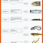 Allgemeine Fischkunde - Zoologische Einteilung Fuer Friedfisch Und Raubfisch Arbeitsblatt