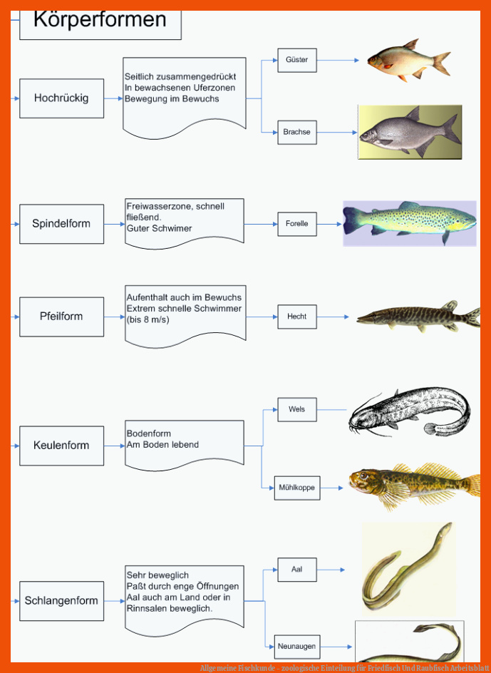Allgemeine Fischkunde - zoologische Einteilung für friedfisch und raubfisch arbeitsblatt