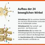 Alphaspine - Anatomie Der WirbelsÃ¤ule - Schmerztherapie In Bamberg Fuer Beschriftung Aufbau Der Wirbelsäule Arbeitsblatt