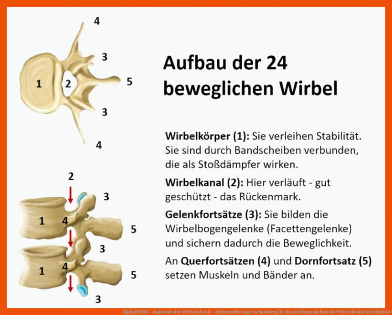 AlphaSPINE - Anatomie der WirbelsÃ¤ule - Schmerztherapie in Bamberg für beschriftung aufbau der wirbelsäule arbeitsblatt