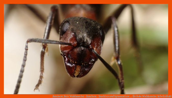 Ameisen: Rote Waldameise - Ameisen - Insekten und Spinnentiere ... für rote waldameise arbeitsblatt