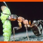 Ameisen: Rote Waldameise - Ameisen - Insekten Und Spinnentiere ... Fuer Rote Waldameise Arbeitsblatt